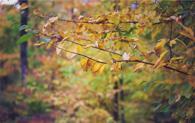 arbre-terrain-automne