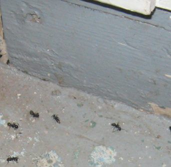 carpenter-ants-hidden-defects