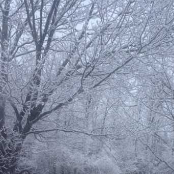 snow-trees