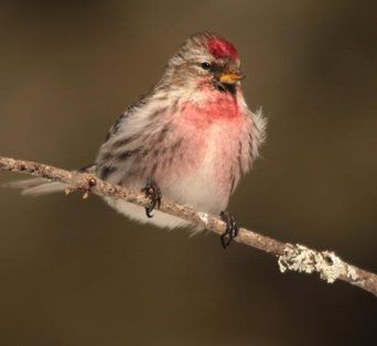 Oiseau_branche_Daniel-Audet