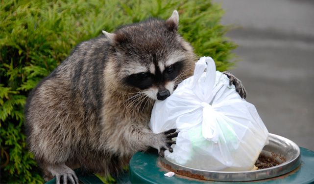 3 Tips for Getting Rid of Raccoons