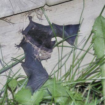 Chauve-souris