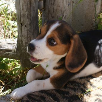 Dog-fence