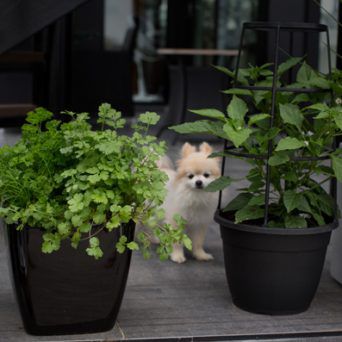 Potted_plants_herbs-chihuahua